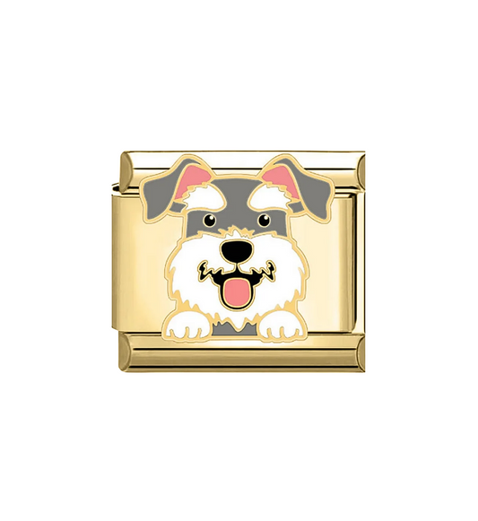 Charm Schnauzer Dorado